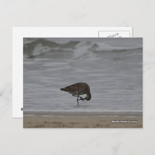 Sandpiper Bows Postkarte (Vorne/Hinten)