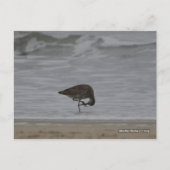 Sandpiper Bows Postkarte (Vorderseite)