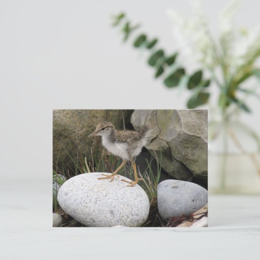 Sandpiper Chick Postcard Postkarte (Stehend Vorderseite)