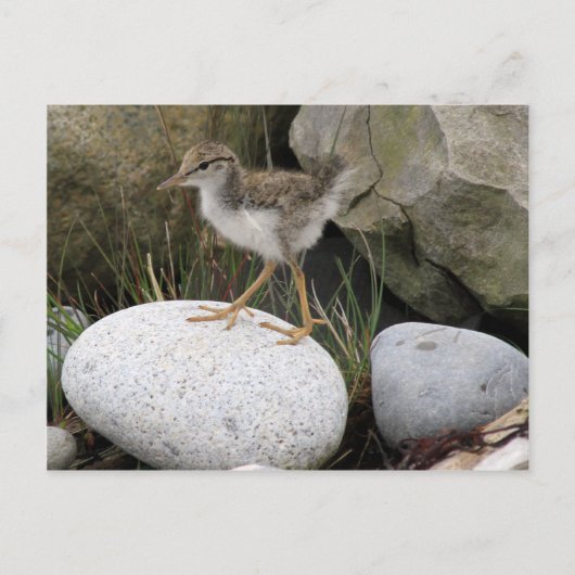 Sandpiper Chick Postcard Postkarte (Vorderseite)