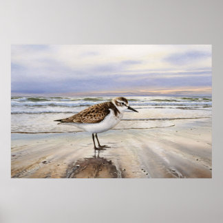 Sandpiper in Beach Bird Art Poster