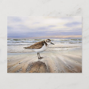 Sandpiper in Beach Bird Art Postkarte