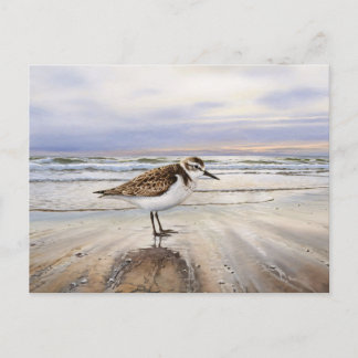 Sandpiper in Beach Bird Art Postkarte