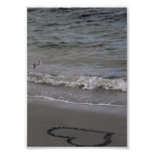 Sandpiper in Liebe Fotodruck