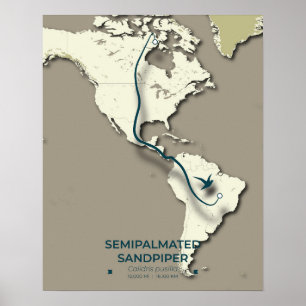 Sandpiper-Migrationskarte - Minimalistisch Poster