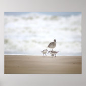 Sandpiper mit zwei Sanderlings am Strand 16x20 Poster (Vorne)