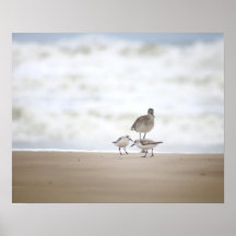 Sandpiper mit zwei Sanderlings am Strand 16x20