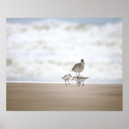 Sandpiper mit zwei Sanderlings am Strand 16x20 Poster