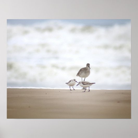 Sandpiper mit zwei Sanderlings am Strand 16x20 Poster (Vorne)