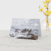 Sandpiper Nature Foto Karte (Gelbe Blume)