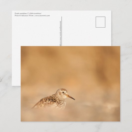 Sandpiper Nature Foto Postkarte (Vorne/Hinten)