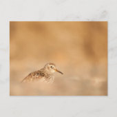 Sandpiper Nature Foto Postkarte (Vorderseite)