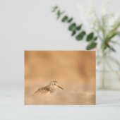 Sandpiper Nature Foto Postkarte (Stehend Vorderseite)
