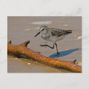 Sandpiper Postcard Postkarte