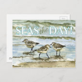 Sandpiper Postkarte (Vorne/Hinten)