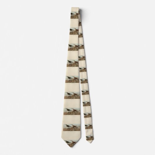 Sandpiper, rot unterlegt - Audubons Vögel in Ameri Krawatte (Vorderseite)