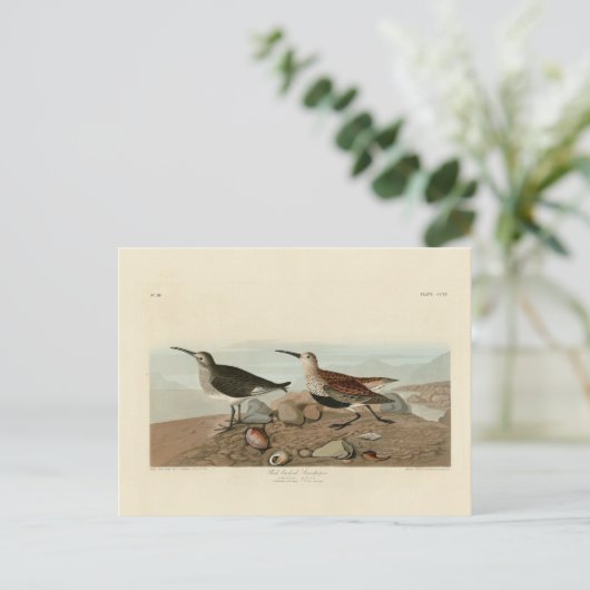 Sandpiper, rot unterlegt - Audubons Vögel in Ameri Postkarte (Stehend Vorderseite)