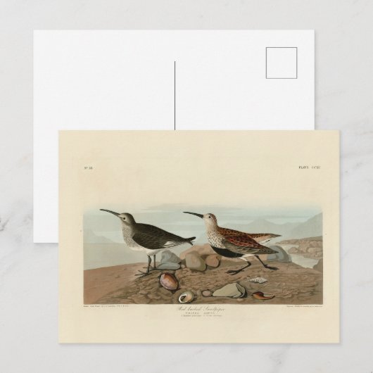 Sandpiper, rot unterlegt - Audubons Vögel in Ameri Postkarte (Vorne/Hinten)