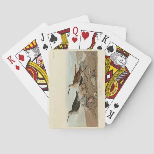 Sandpiper, rot unterlegt - Audubons Vögel in Ameri Spielkarten (Rückseite)