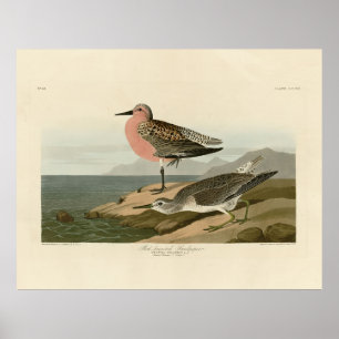 Sandpiper, Rotbrüste, Audubons Vögel von Amerika Poster