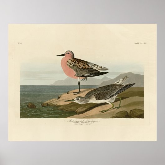 Sandpiper, Rotbrüste, Audubons Vögel von Amerika Poster (Vorne)