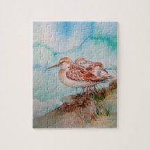 Sandpiper Shore Bird
