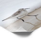 Sandpiper Shorebird Poster Fotografie drucken (Ecke)