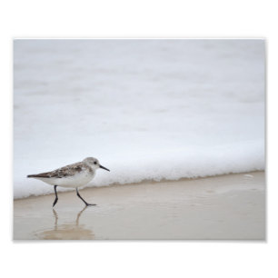 Sandpiper Shorebird Poster Fotografie drucken