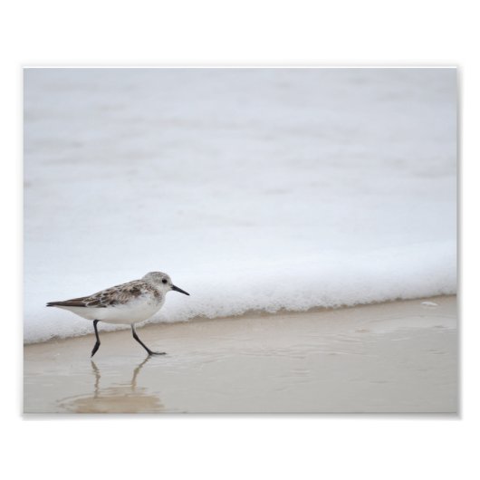 Sandpiper Shorebird Poster Fotografie drucken (Vorne)
