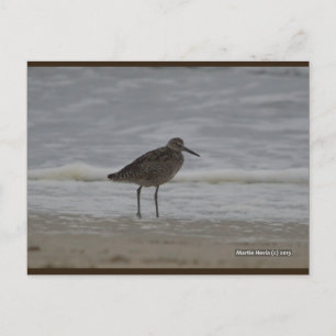 Sandpiper V   Blue Beach Song™ Postcard Postkarte