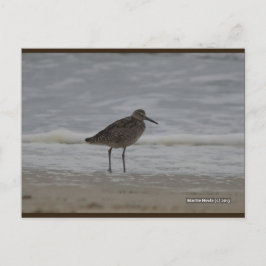 Sandpiper V | Blue Beach Song™ Postkarte
