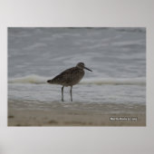 Sandpiper V Poster (Vorne)