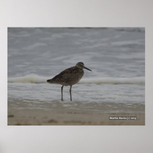 Sandpiper V Poster