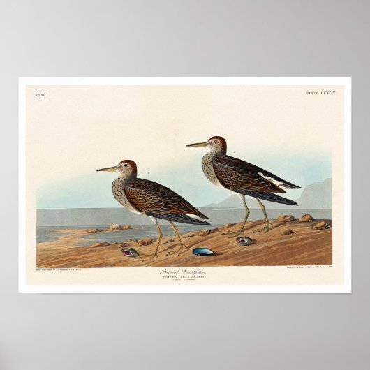 Sandpiper von Audubon Poster (Vorne)