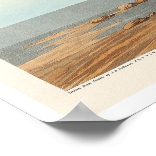 Sandpiper von Audubon Poster (Ecke)