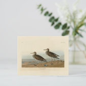 Sandpiper von Audubons Vögeln von Amerika Postkarte (Stehend Vorderseite)