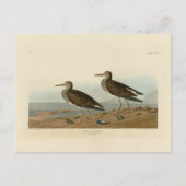 Sandpiper von Audubons Vögeln von Amerika Postkarte (Vorderseite)