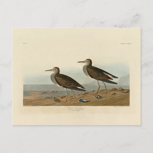 Sandpiper von Audubons Vögeln von Amerika Postkarte (Vorderseite)