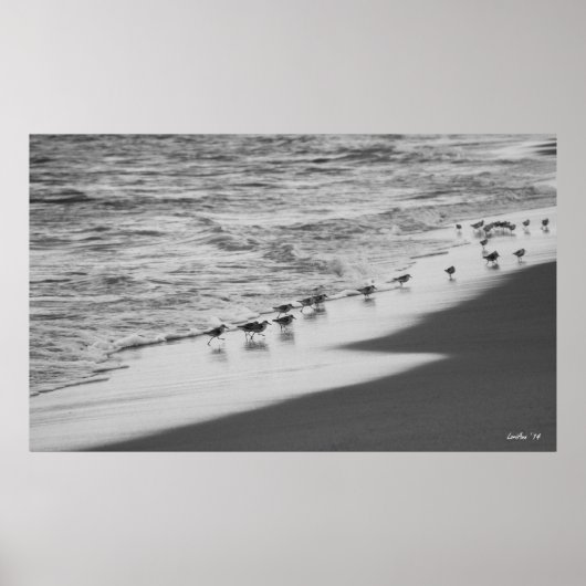 Sandpipers Poster (Vorne)