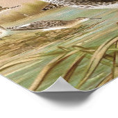 "Sandpipers" - Vintage Vogeldarstellung Poster (Ecke)