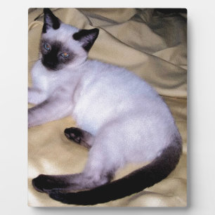 Sandsteintierkunst-Haustier der siamesischen Katze Fotoplatte