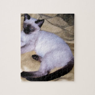 Sandsteintierkunst-Haustier der siamesischen Katze Puzzle