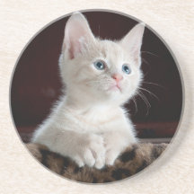 Sandstone Coaster lovers cats , for girls / gift