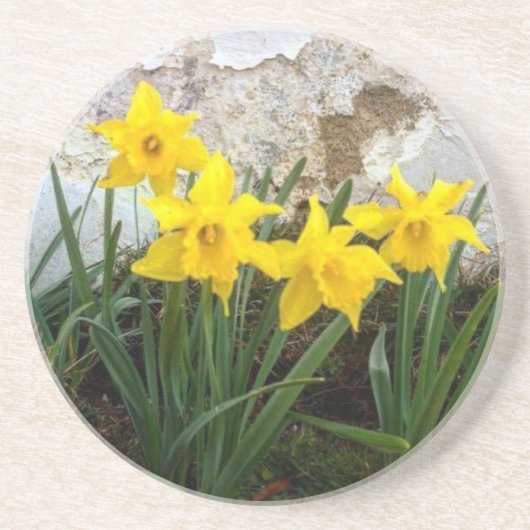 Sandstone Daffodil Untersetzer (Vorne)