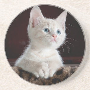 Sandstone Untersetzer liebt Katzen , für Mädchen