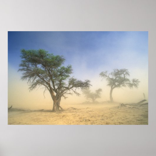 Sandstorm in Kalahari Desert, Kgalagadi Poster (Vorne)