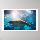 Sandtiger-Hai Poster (Vorne)