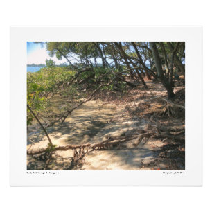 Sandweg durch die Mangroven Fotodruck