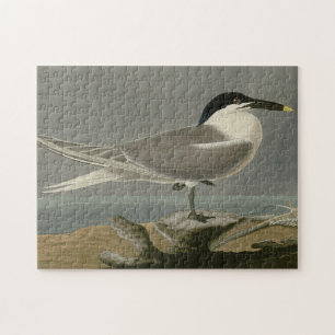 Sandwich (Cabot's) Tern, Audubon Birds of America Puzzle