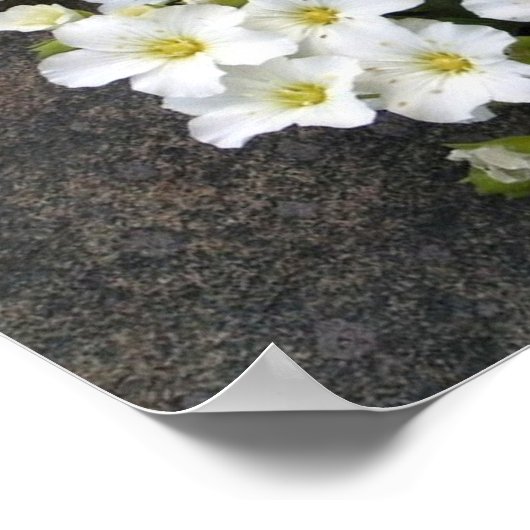 Sandwort Poster (Ecke)